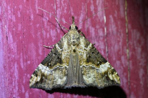 Hypena obsitalis